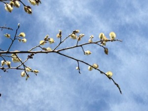 Catkins