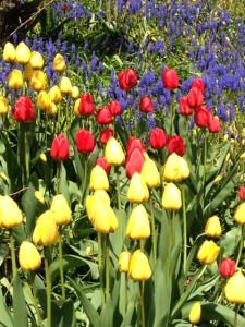 Tulips on May 1