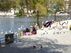 Angry (?) birds? At least eager birds!