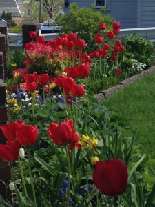 Our neighbor's flowers