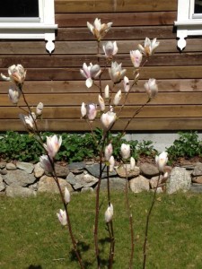 Our magnolia tree  begins to bloom