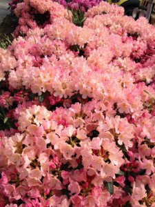 The color was more glorious in real life!