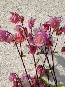 Columbine along the walk