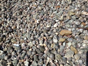 She sees sea shells at the Sola shore!