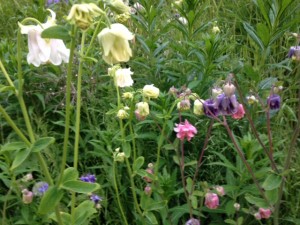 Columbine in three colors at 10:23 PM!
