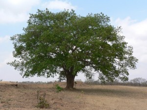 Oreteti tree