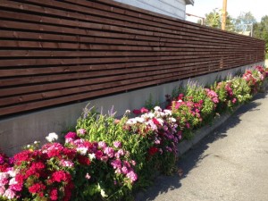 Someone's beautiful tending to a luscious flower bed