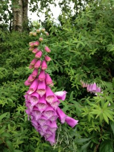 Beautiful and colorful flowers