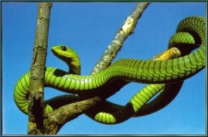 The boomslang is the South African tree snake