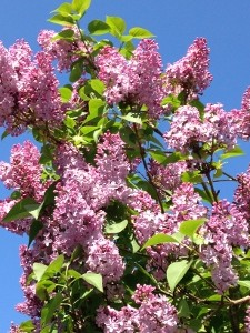 Lilacs are a favorite of mine!