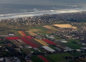 A great view of the tulip fields!