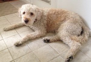 Does Caleb look guilty? (Caleb means dog-clan in Hebrew.)