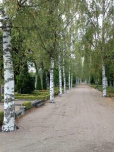 A beautiful birch-lined path through the graveyard