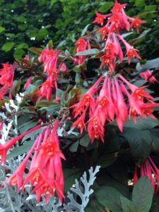 Lots of flowers, but here's a beautiful example.