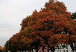 The trees that are outside my window.